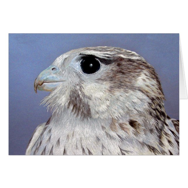 Prairie Falcon (Front Horizontal)