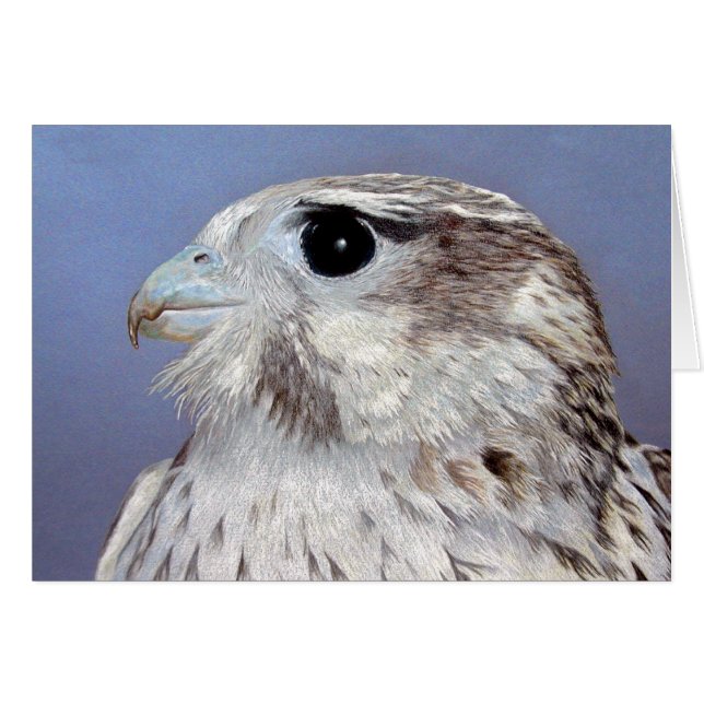 Prairie Falcon card (Front Horizontal)