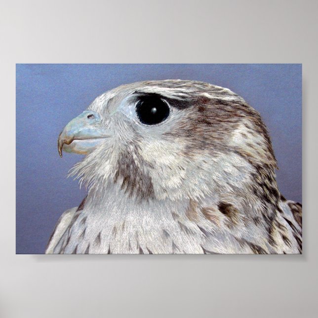 Prairie Falcon Poster (Front)