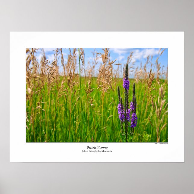 Prairie Flower Poster (Front)