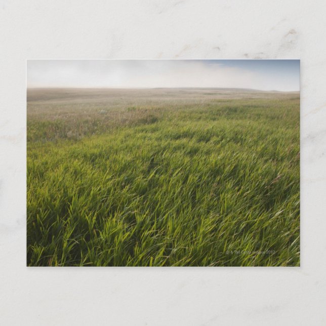 Prairie Grass Postcard (Front)