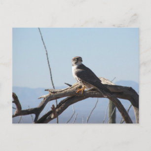 Prairie Hawk Postcard
