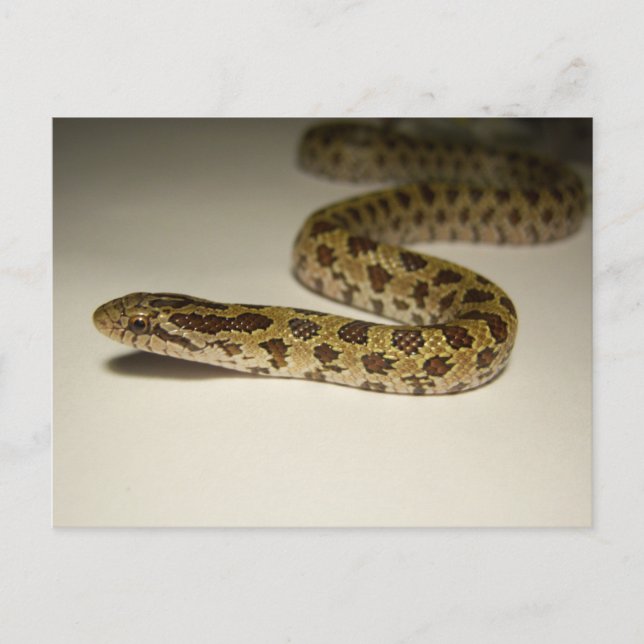 Prairie King Snake Postcard (Front)