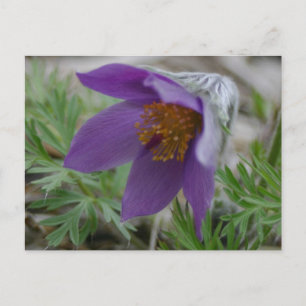 Prairie Pasque North South Dakota state flower Postcard