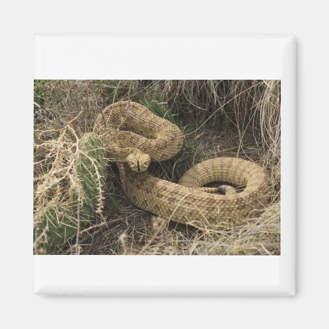 Prairie rattlesnake with cactus magnet (Front)