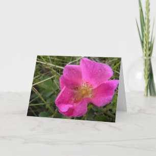 Prairie Rose Note Card