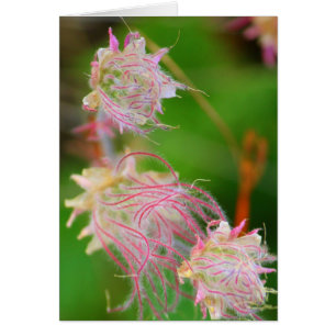 Prairie Smoke