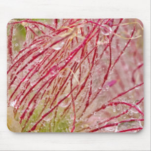 Prairie Smoke in the rain at Theodore Mouse Mat