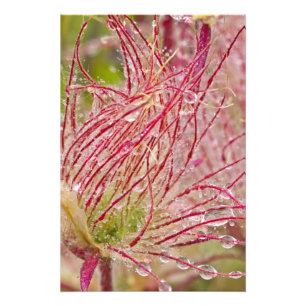 Prairie Smoke in the rain at Theodore Photo Print