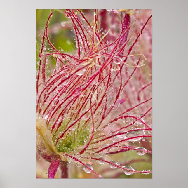 Prairie Smoke in the rain at Theodore Poster (Front)