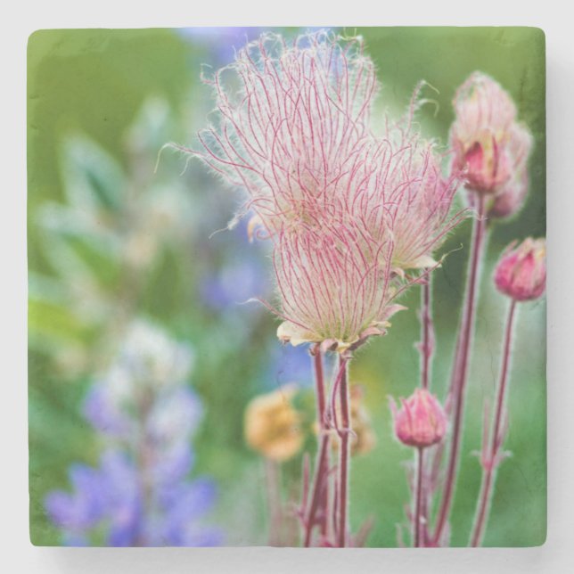 Prairie Smoke Wildflowers In Aspen Grove 2 Stone Coaster (Front)