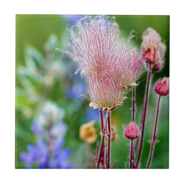Prairie Smoke Wildflowers In Aspen Grove 2 Tile (Front)