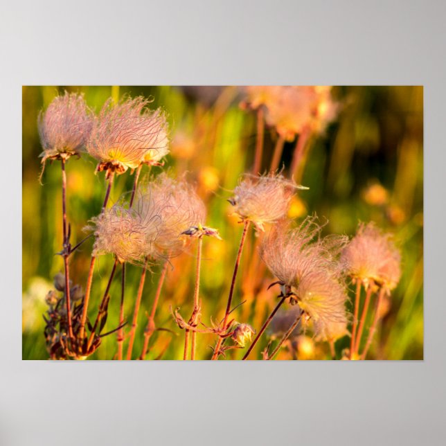 Prairie Smoke Wildflowers In Aspen Grove Poster (Front)
