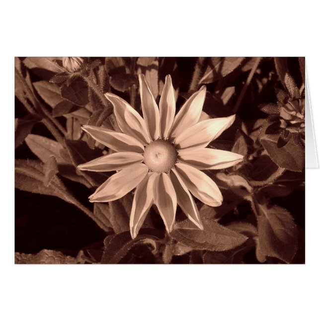 Prairie Sun Rudbeckia B&W (Front Horizontal)