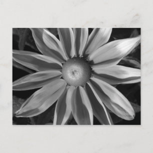 Prairie Sun Rudbeckia B&W Postcard
