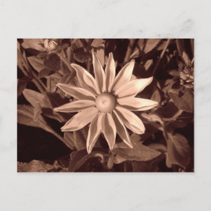 Prairie Sun Rudbeckia - Sepia Postcard