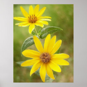 Prairie Sunflower - Helianthus maximilianii Poster