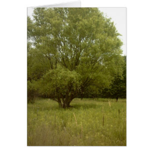 Prairie Tree Borderless Card