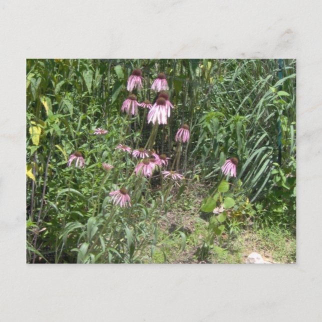 Prairie Views Postcard (Front)