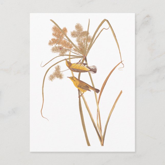 Prairie Warbler Audubon Yellow Bird Postcard (Front)