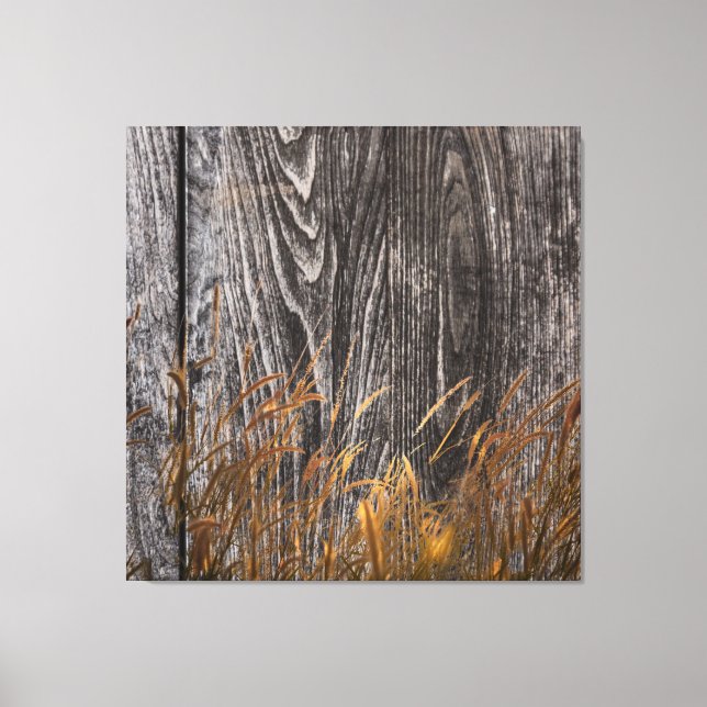 Prairie Wheat On Barn Board Canvas Print (Front)