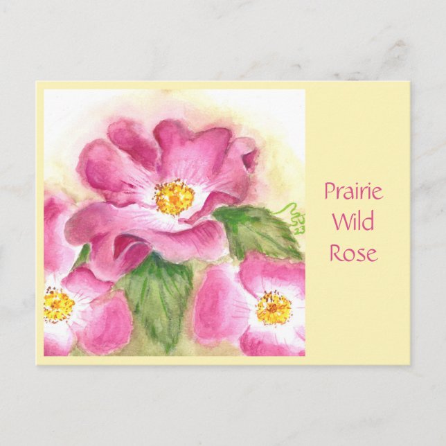 Prairie Wild Rose Post Card (Front)
