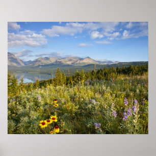 Prairie wildflowers and Lower Two Medicine Lake Poster