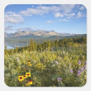 Prairie wildflowers and Lower Two Medicine Lake Square Sticker