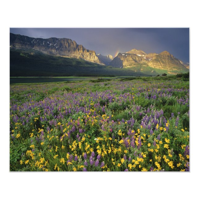 Prairie wildflowers fill meadow near Lake Photo Print (Front)
