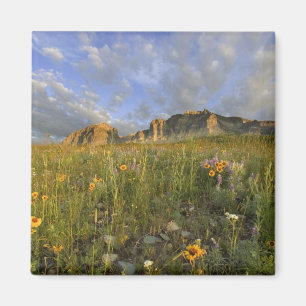 Prairie Wildflowers in Many Glacier Valley at Magnet