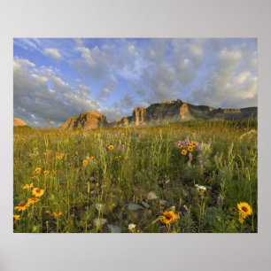 Prairie Wildflowers in Many Glacier Valley at Poster