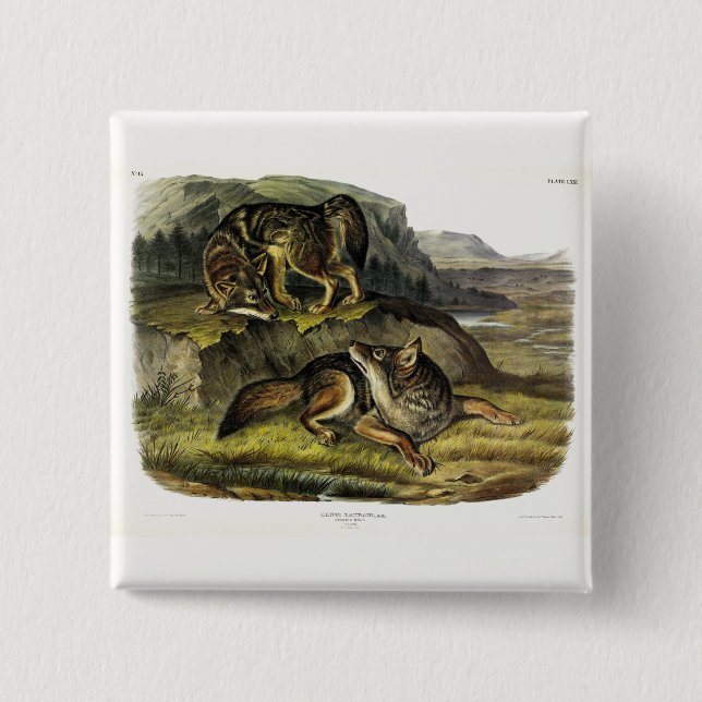 Prairie Wolf (Coyote) from Audubon's Quadrupeds 15 Cm Square Badge (Front)