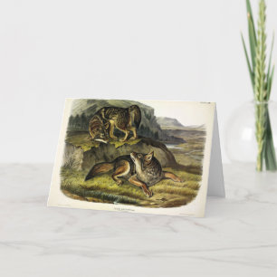 Prairie Wolf (Coyote) from Audubon's Quadrupeds Card