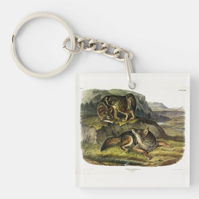 Prairie Wolf (Coyote) from Audubon's Quadrupeds Key Ring (Front)