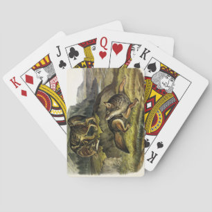 Prairie Wolf (Coyote) from Audubon's Quadrupeds Playing Cards