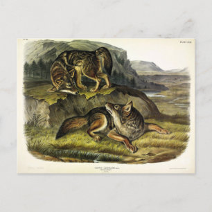 Prairie Wolf (Coyote) from Audubon's Quadrupeds Postcard