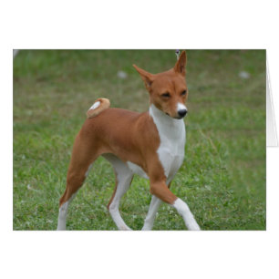 Prancing Basenji Dog