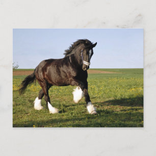 Prancing Clydesdale Postcard