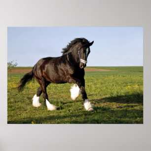 Prancing Clydesdale Poster