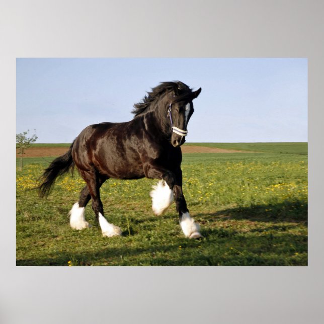 Prancing Clydesdale Poster (Front)