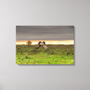 Prancing horses canvas print