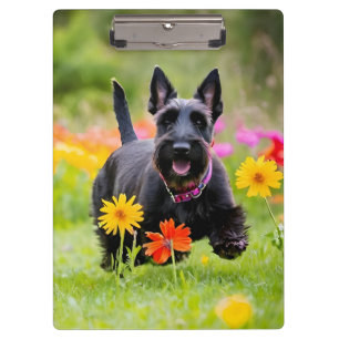Prancing Scottish Terriers in grass and flowers Clipboard