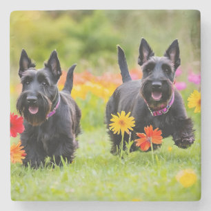Prancing Scottish Terriers in grass and flowers Stone Coaster