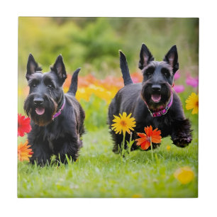 Prancing Scottish Terriers in grass and flowers Tile