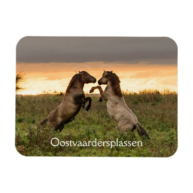 Prancing wild horses in Oostvaardersplassen magnet (Horizontal)