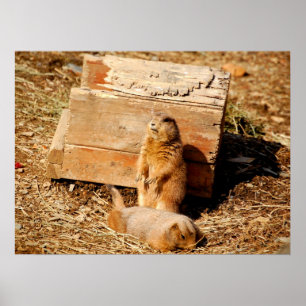 Prarie Dogs Poster
