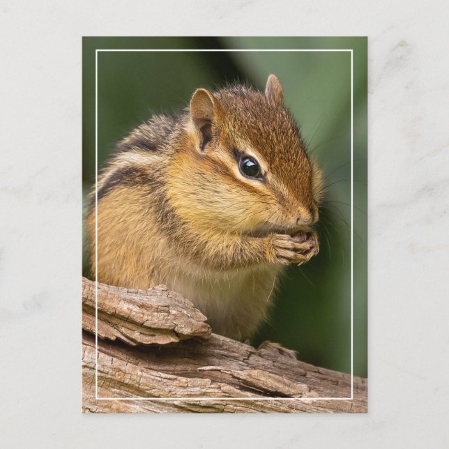 Prayerful Chipmunk  Postcard (Front)