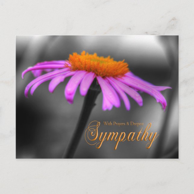 Prayers and Sympathy Purple Orange Coneflower Postcard (Front)