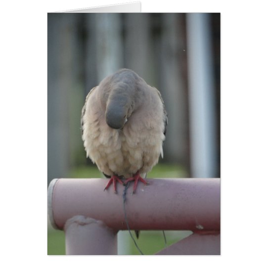Praying Dove Card