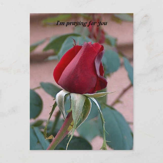 praying for you postcard (Front)